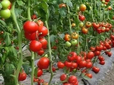 保山果蔬种植专业合作社西红柿供应量10吨图3