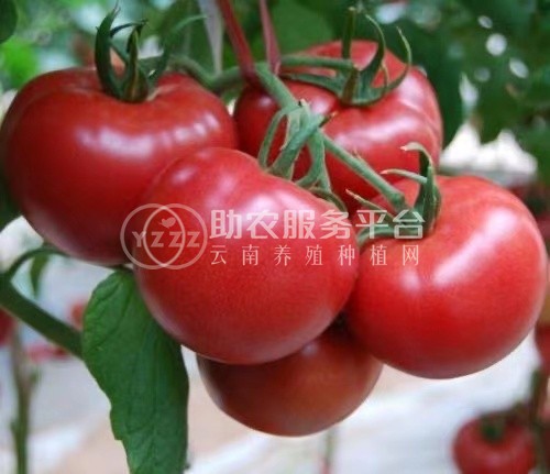 保山果蔬种植专业合作社西红柿供应量10吨图5