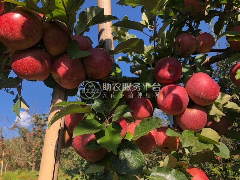 大理漾濞李家庄苹果种植基地供应量500吨图2