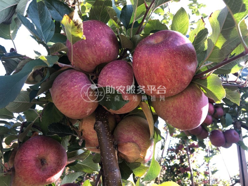 大理漾濞李家庄苹果种植基地供应量500吨图5