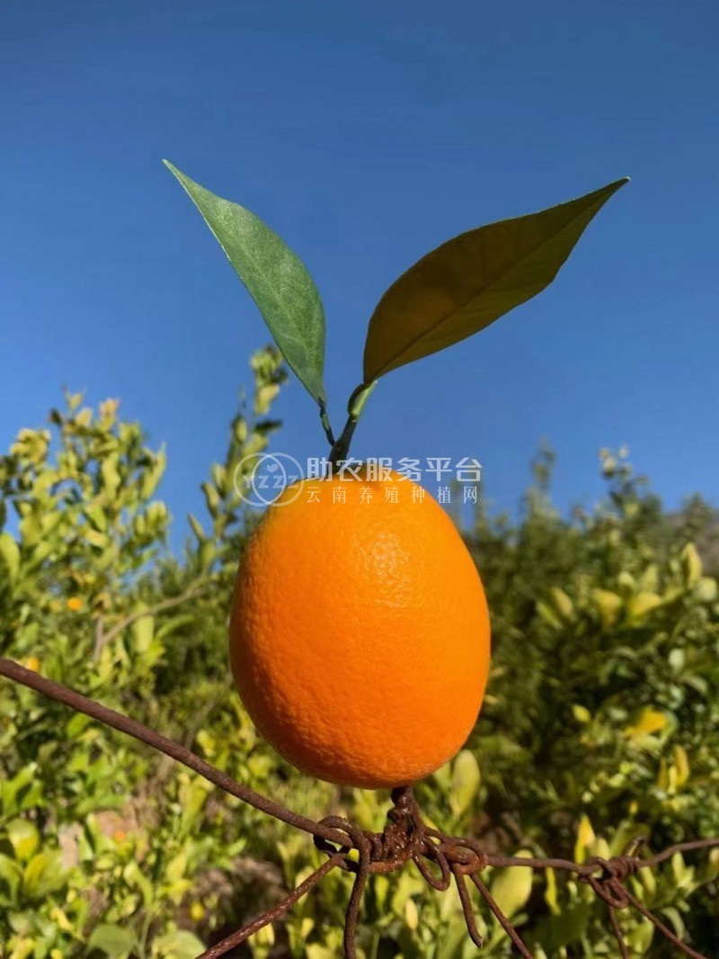 鹤庆纽荷尔脐橙种植基地供应量5吨图3