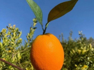 鹤庆纽荷尔脐橙种植基地供应量5吨图3