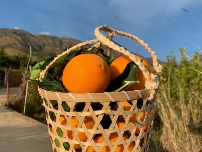 鹤庆纽荷尔脐橙种植基地供应量5吨图4