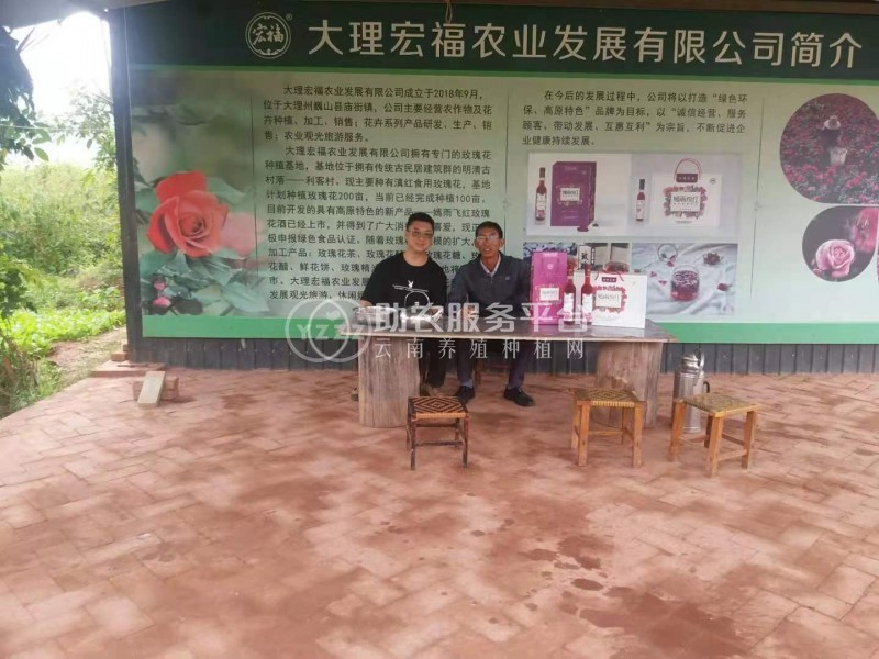 大理巍山宏福农业食用玫瑰种植基地  供应量 50吨图1