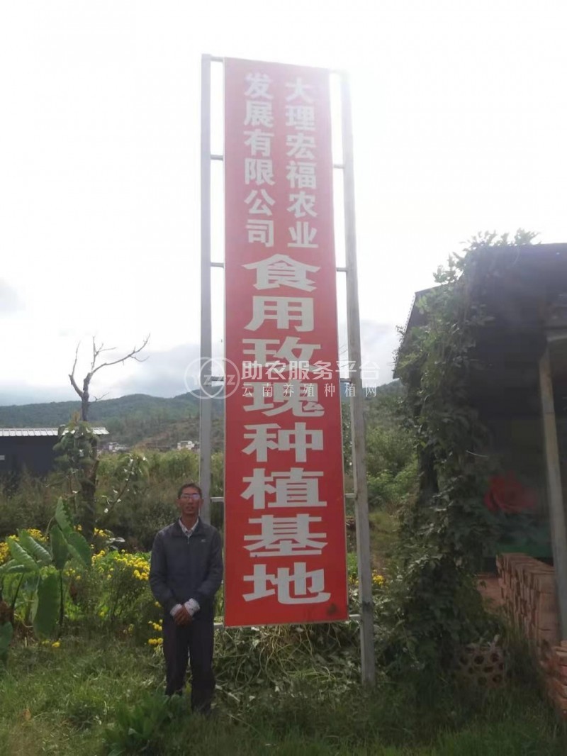 大理巍山宏福农业食用玫瑰种植基地  供应量 50吨图2