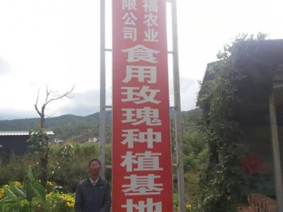 大理巍山宏福农业食用玫瑰种植基地  供应量 50吨图2