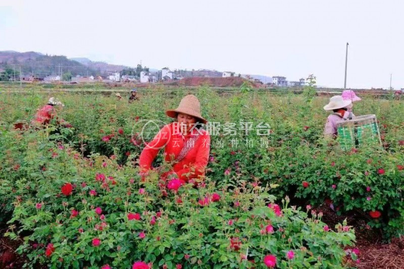 大理巍山宏福农业食用玫瑰种植基地  供应量 50吨图4