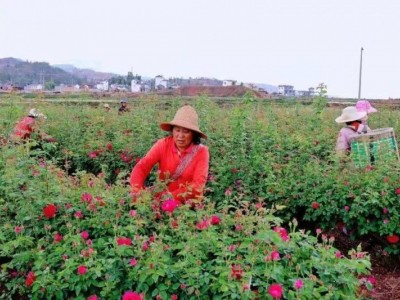 大理巍山宏福农业食用玫瑰种植基地  供应量 50吨图4