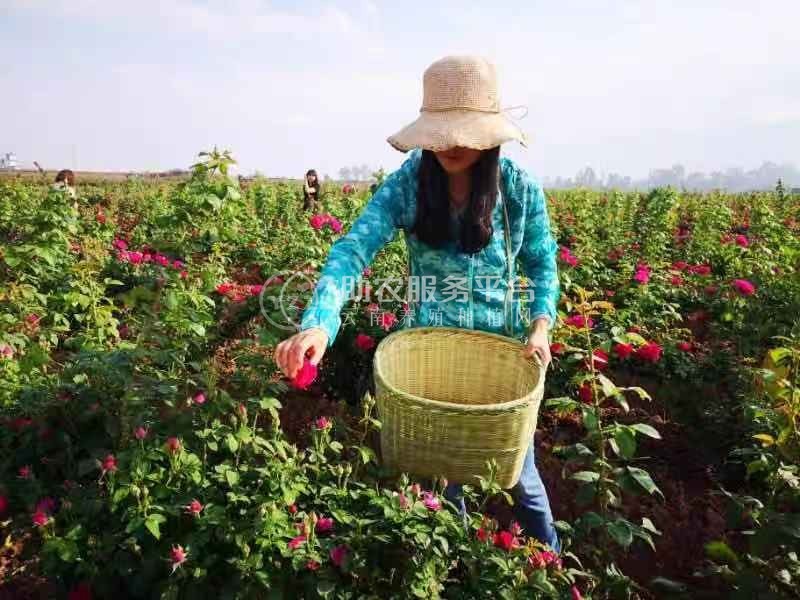 大理巍山宏福农业食用玫瑰种植基地  供应量 50吨图5