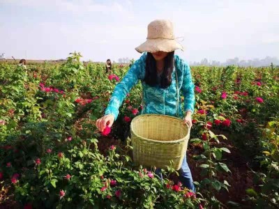 大理巍山宏福农业食用玫瑰种植基地  供应量 50吨图5