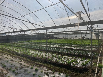 大理荣江农业生态园示范基地供应量10吨图2