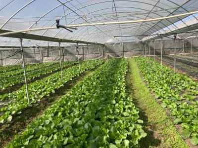 大理荣江农业生态园示范基地供应量10吨图6