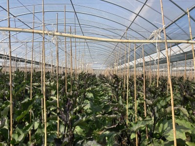 大理荣江农业生态园示范基地供应量10吨图7