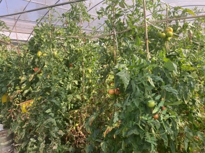 大理荣江农业生态园示范基地供应量10吨图8