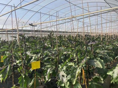 大理荣江农业生态园示范基地供应量10吨图5