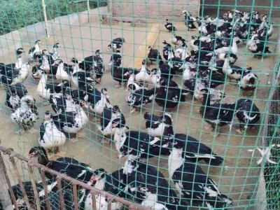 大理祥云县憨哥哥香猪|鸵鸟|养鸡|珍珠鸡|养鸭场图3
