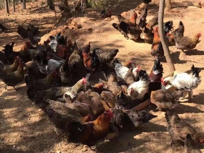 大理祥云县憨哥哥香猪|鸵鸟|养鸡|珍珠鸡|养鸭场图2