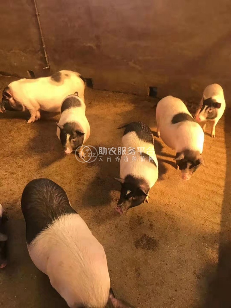 大理祥云县憨哥哥香猪|鸵鸟|养鸡|珍珠鸡|养鸭场图4