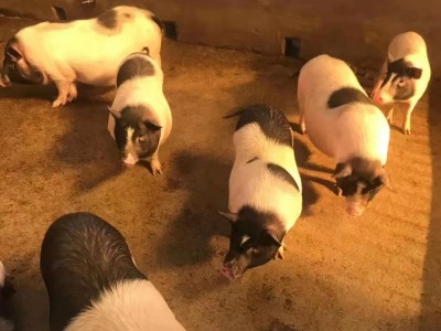 大理祥云县憨哥哥香猪|鸵鸟|养鸡|珍珠鸡|养鸭场图4