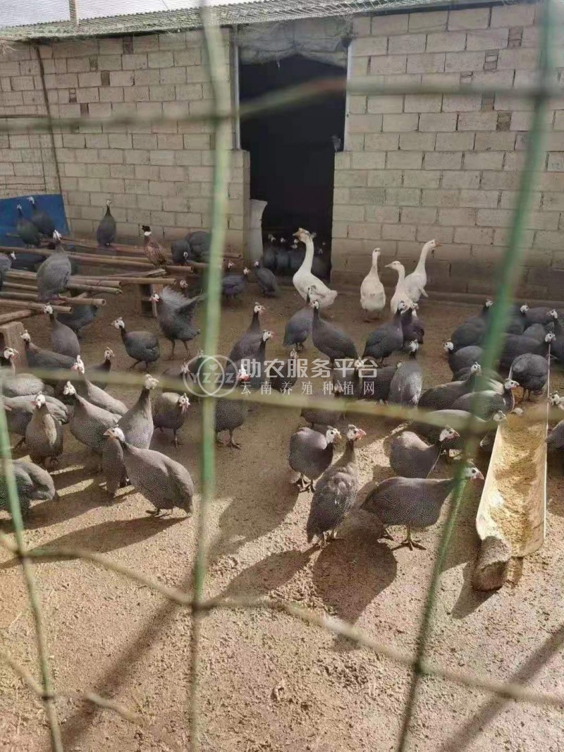 大理祥云县憨哥哥香猪|鸵鸟|养鸡|珍珠鸡|养鸭场图7