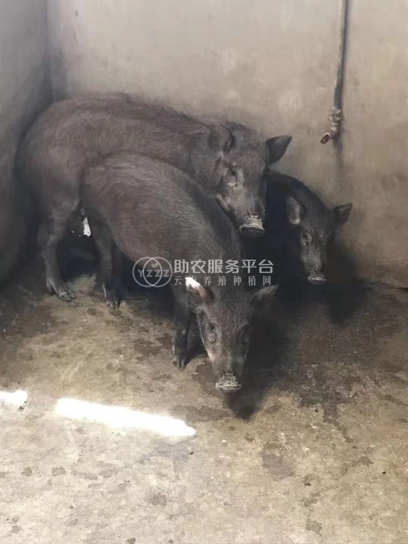 大理祥云县憨哥哥香猪|鸵鸟|养鸡|珍珠鸡|养鸭场图1